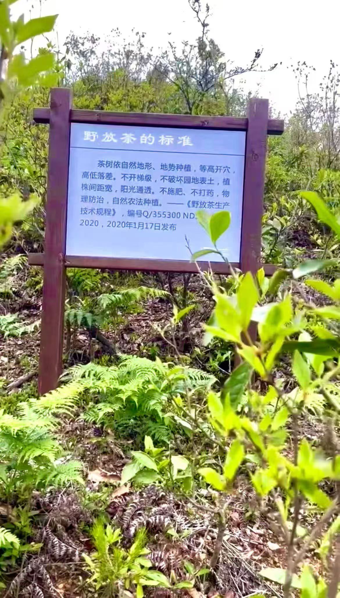 grand grade wild silver needle