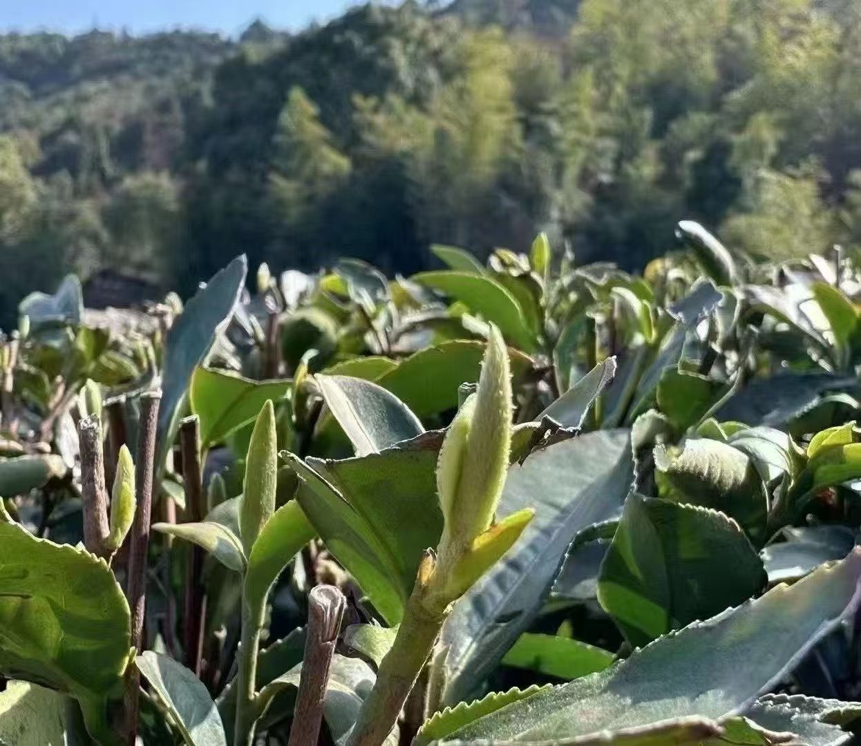 Wilderness Silver Needle White Tea wilderness silver needle white tea
