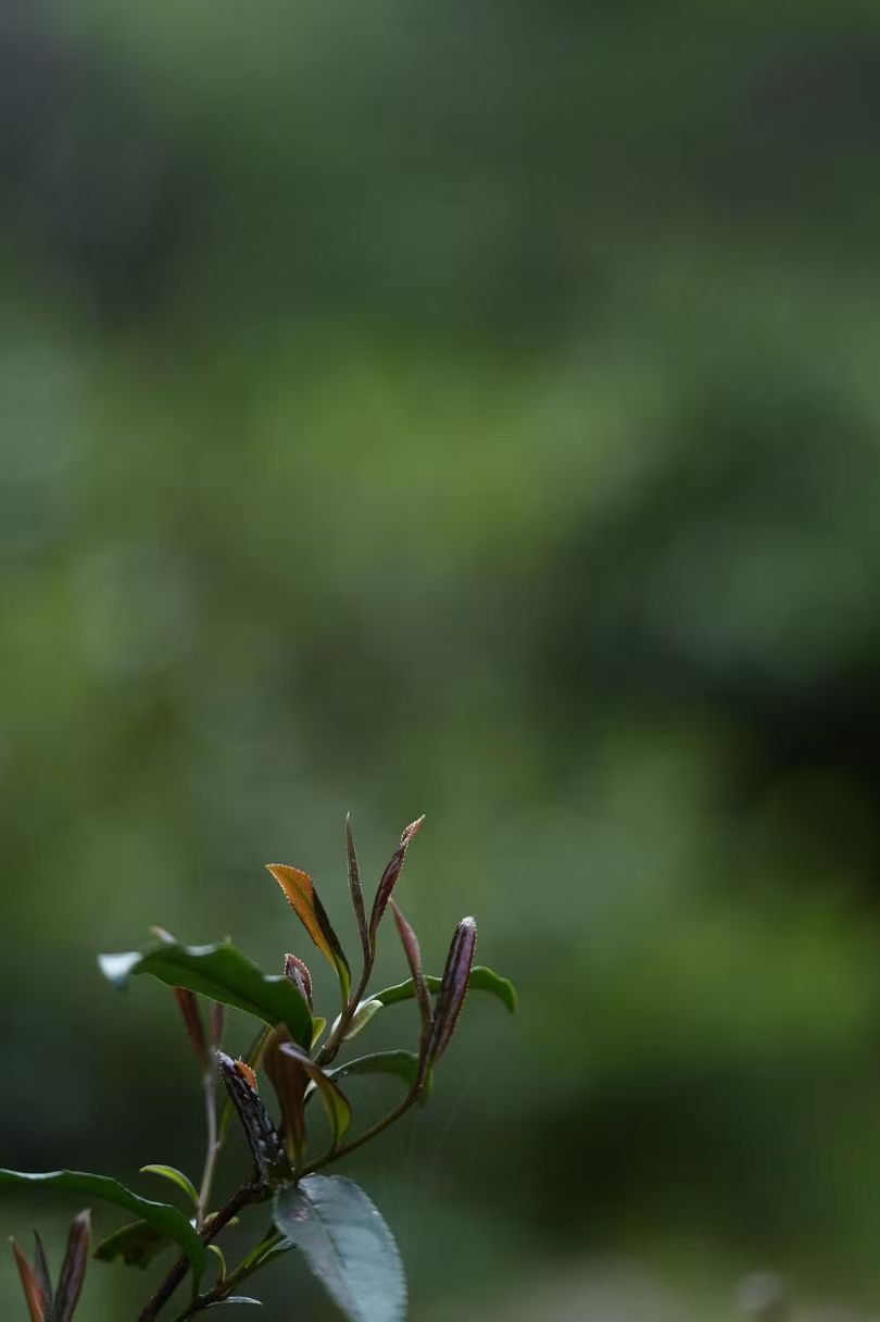 xiao chi gan: wild grown lapsang souchong