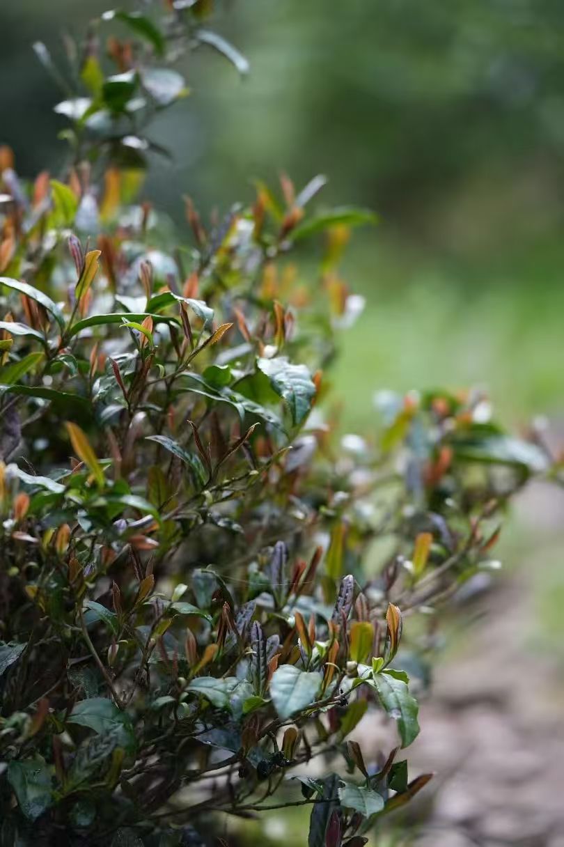 xiao chi gan: wild grown lapsang souchong