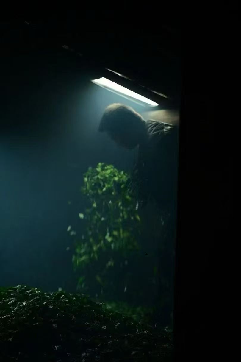 traditional smoked lapsang souchong