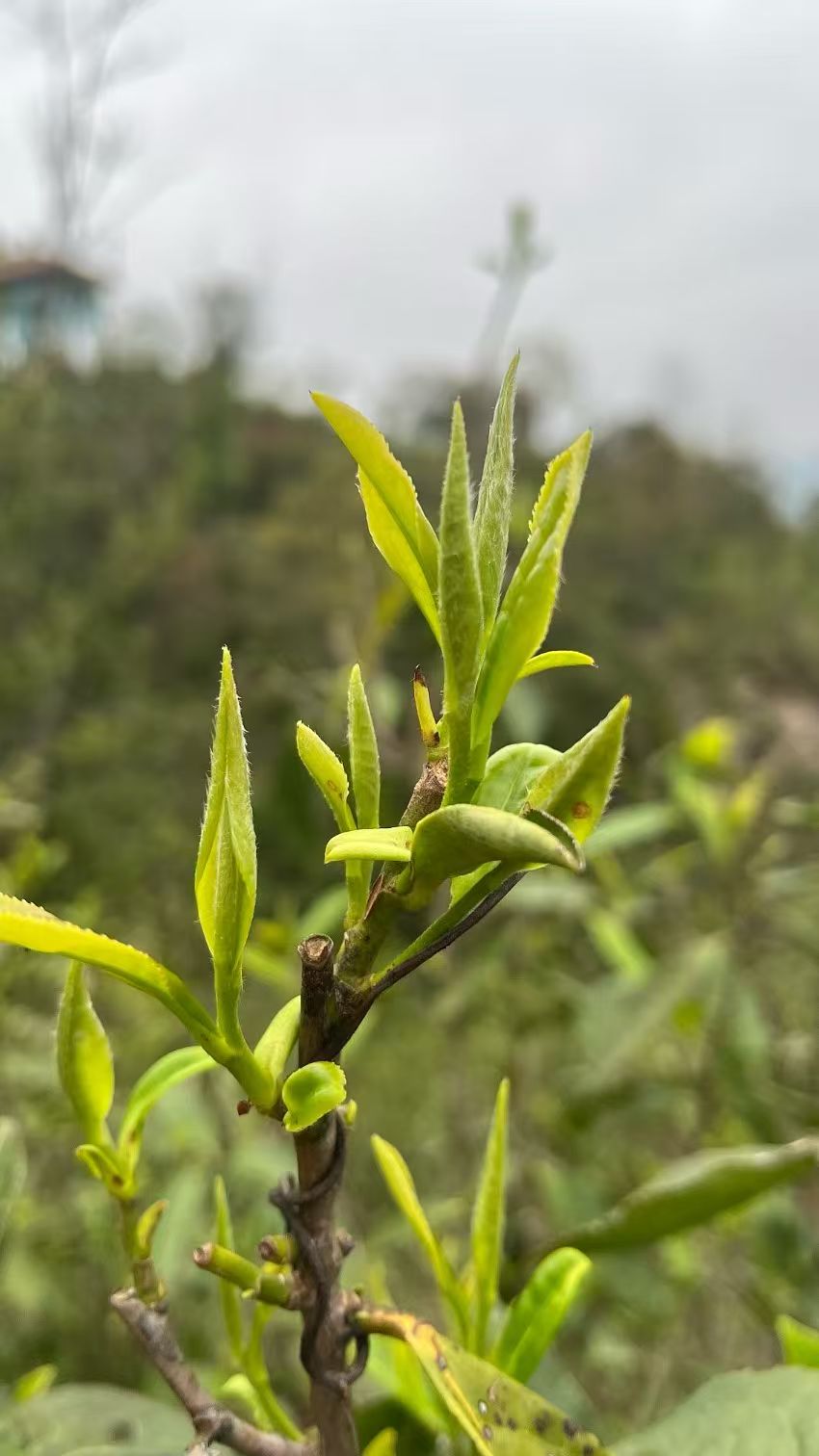 jasmine tribute silver needle